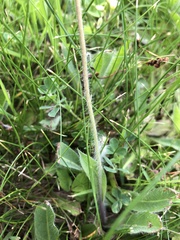 Pilosella flagellaris