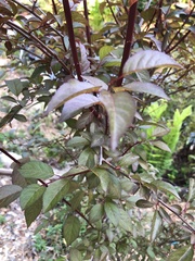 Prunus cerasifera pissardii