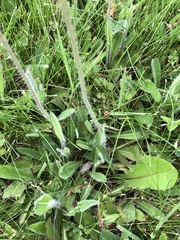 Pilosella flagellaris