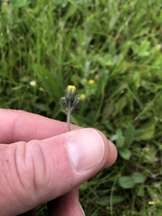 Pilosella flagellaris