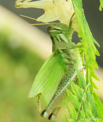 Schistocerca cancellata
