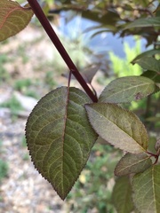 Prunus cerasifera pissardii