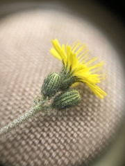 Pilosella flagellaris