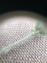 Pilosella flagellaris