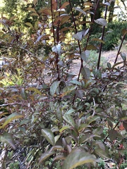 Prunus cerasifera pissardii