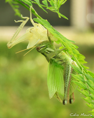 Schistocerca cancellata