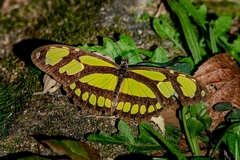 Philaethria wernickei