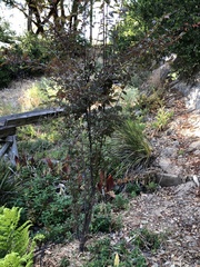 Prunus cerasifera pissardii