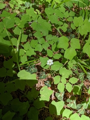 Vancouveria hexandra