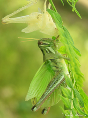 Schistocerca cancellata