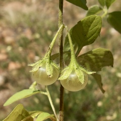 Solanum adscendens