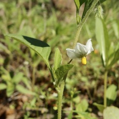Solanum adscendens