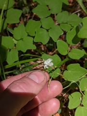 Vancouveria hexandra