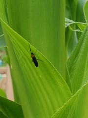 Plecia americana