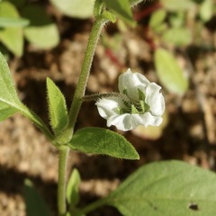 Solanum adscendens