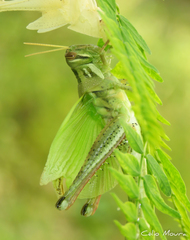 Schistocerca cancellata