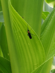 Plecia americana
