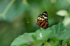 Tithorea harmonia caissara