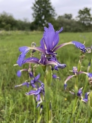 Iris spuria