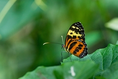 Tithorea harmonia caissara