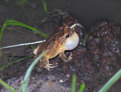 Incilius porteri