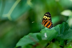 Tithorea harmonia caissara