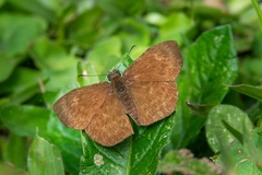 Bolla catharina