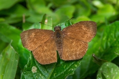Bolla catharina