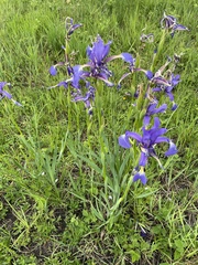 Iris spuria