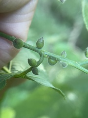 Celticecis oviformis