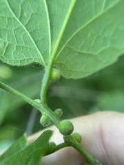 Celticecis oviformis