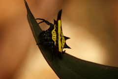 Gasteracantha diadesmia