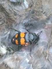 Nicrophorus hebes
