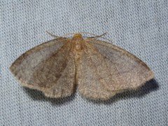 Lambdina pellucidaria