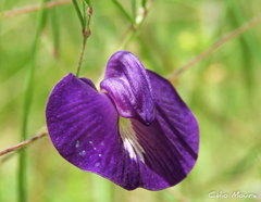 Centrosema pascuorum