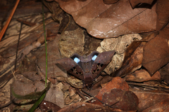 Ischyja