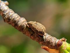 Strophosoma melanogrammum