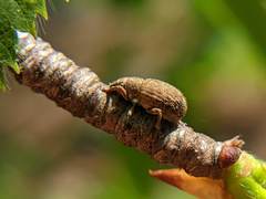 Strophosoma melanogrammum