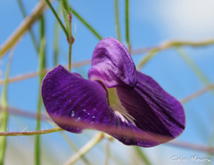 Centrosema pascuorum