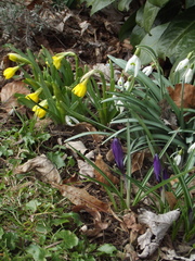 Crocus vernus