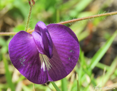 Centrosema pascuorum