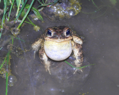 Incilius porteri