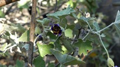 Corynabutilon ceratocarpum