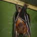 Greater Short-nosed Fruit Bat - Photo (c) dava123, some rights reserved (CC BY-NC), uploaded by dava123