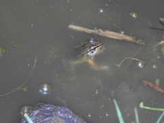 Lithobates lenca
