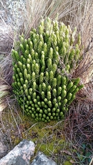 Phlegmariurus saururus