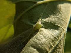 Macrodiplosis majalis