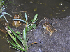 Incilius porteri