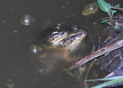 Lithobates lenca