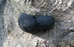 Daldinia concentrica image